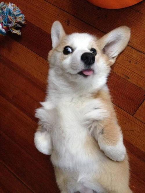 娱乐吃瓜酱柯基,柯基萌宠“娱乐吃瓜酱”的趣味生活大盘点